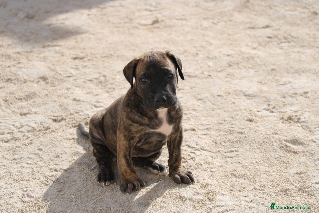 Presa Canario perros en venta: Presa canario - Anuncio 4