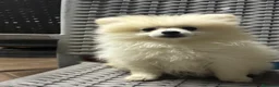 Pomerania perros en venta: Última pomerania blanca súper chata en Alicante - Anuncio 4