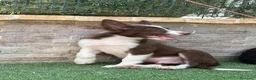 Border Collie perros en venta: Cachorro Border collie  - Anuncio 5