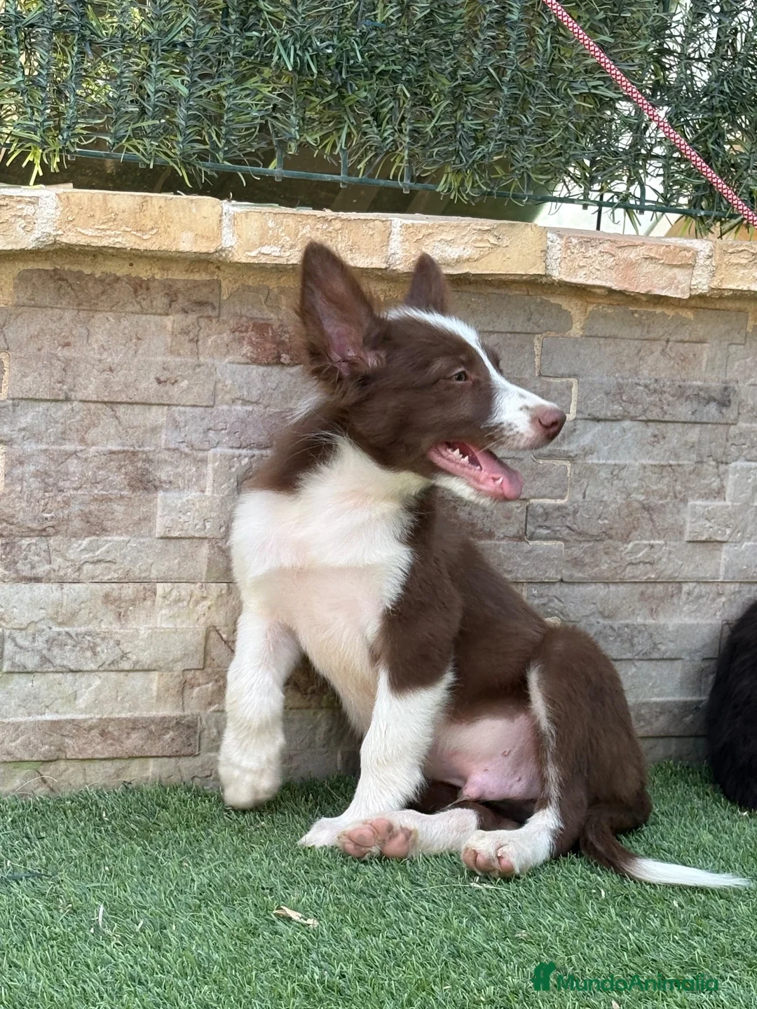 Border Collie perros en venta: Cachorro Border collie  - Anuncio 5