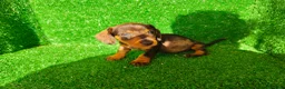 Teckel Miniatura perros en venta: Teckel miniatura  - Anuncio 4