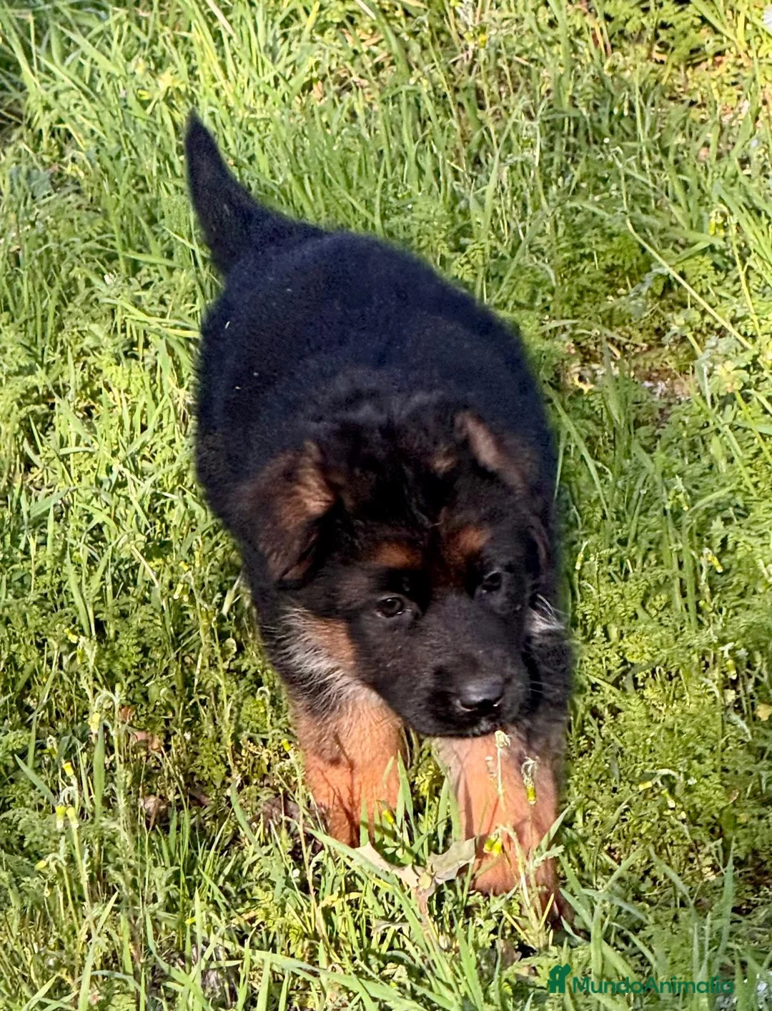 Pastor Alemán perros en venta: pastor alemán belleza  - Anuncio 2