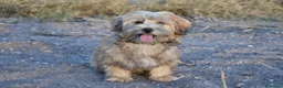 Morkie perros en venta: PRECIOSO MORKIE DISPONIBLE 🐻🤍 en Murcia - Anuncio 1