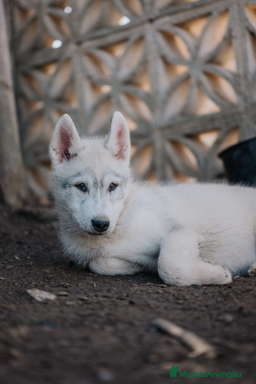 Husky Siberiano perros en venta: Precioso ultimo cachorro de husky - Anuncio 1