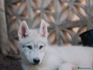 Husky Siberiano perros Precioso ultimo cachorro de husky - Anuncio 36