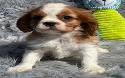 Cavalier King Charles Spaniel perros en venta: Cavalier macho blenheim - Imagen 2