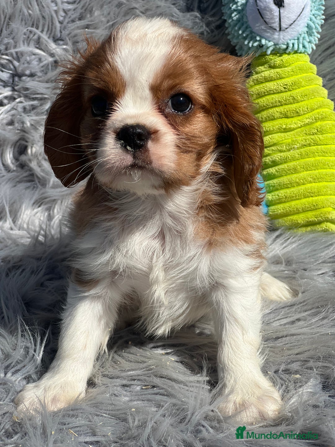 Cavalier King Charles Spaniel perros en venta: Cavalier macho blenheim - Imagen 2