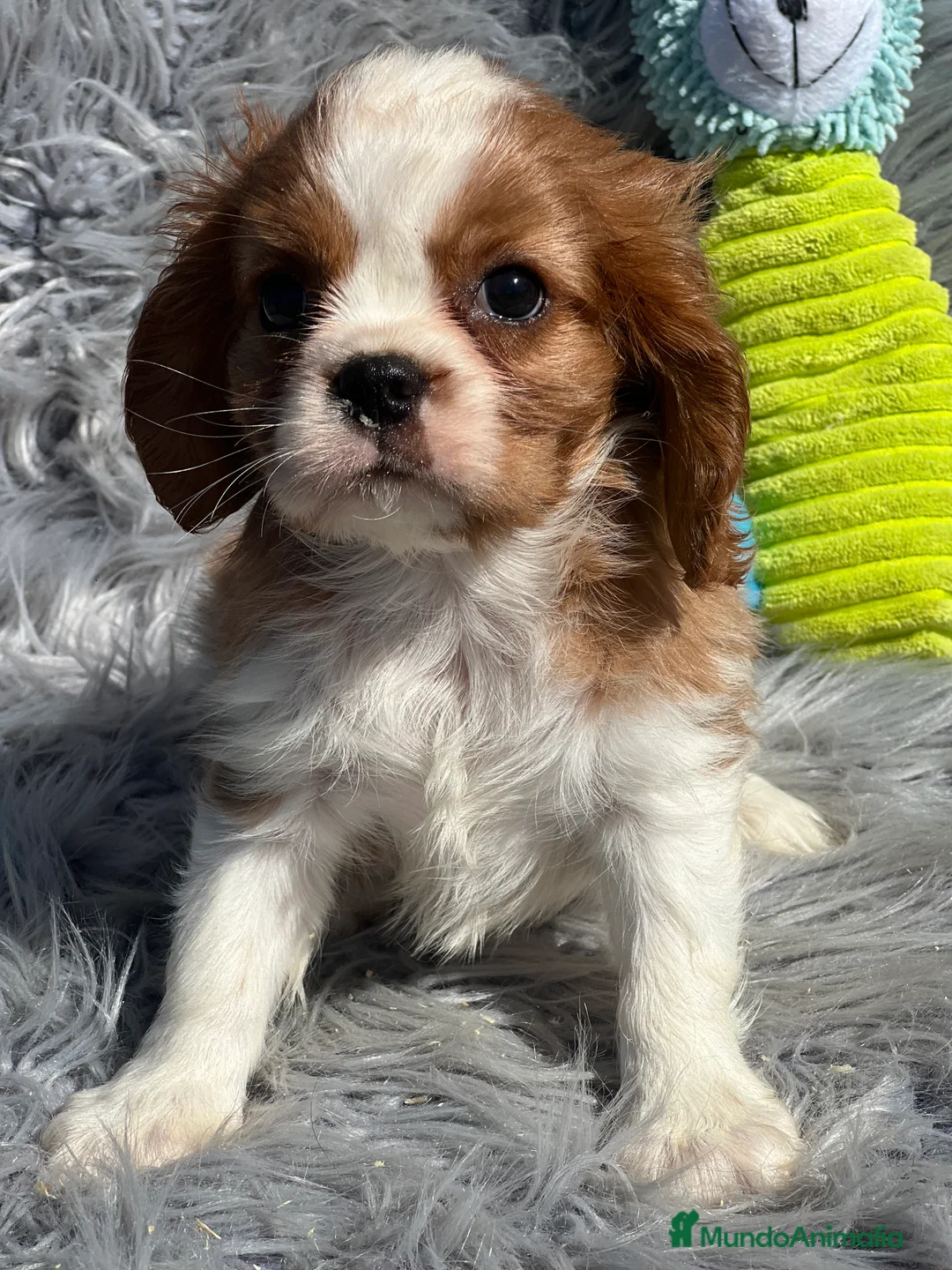 Cavalier King Charles Spaniel perros en venta: Cavalier macho blenheim - Anuncio 2