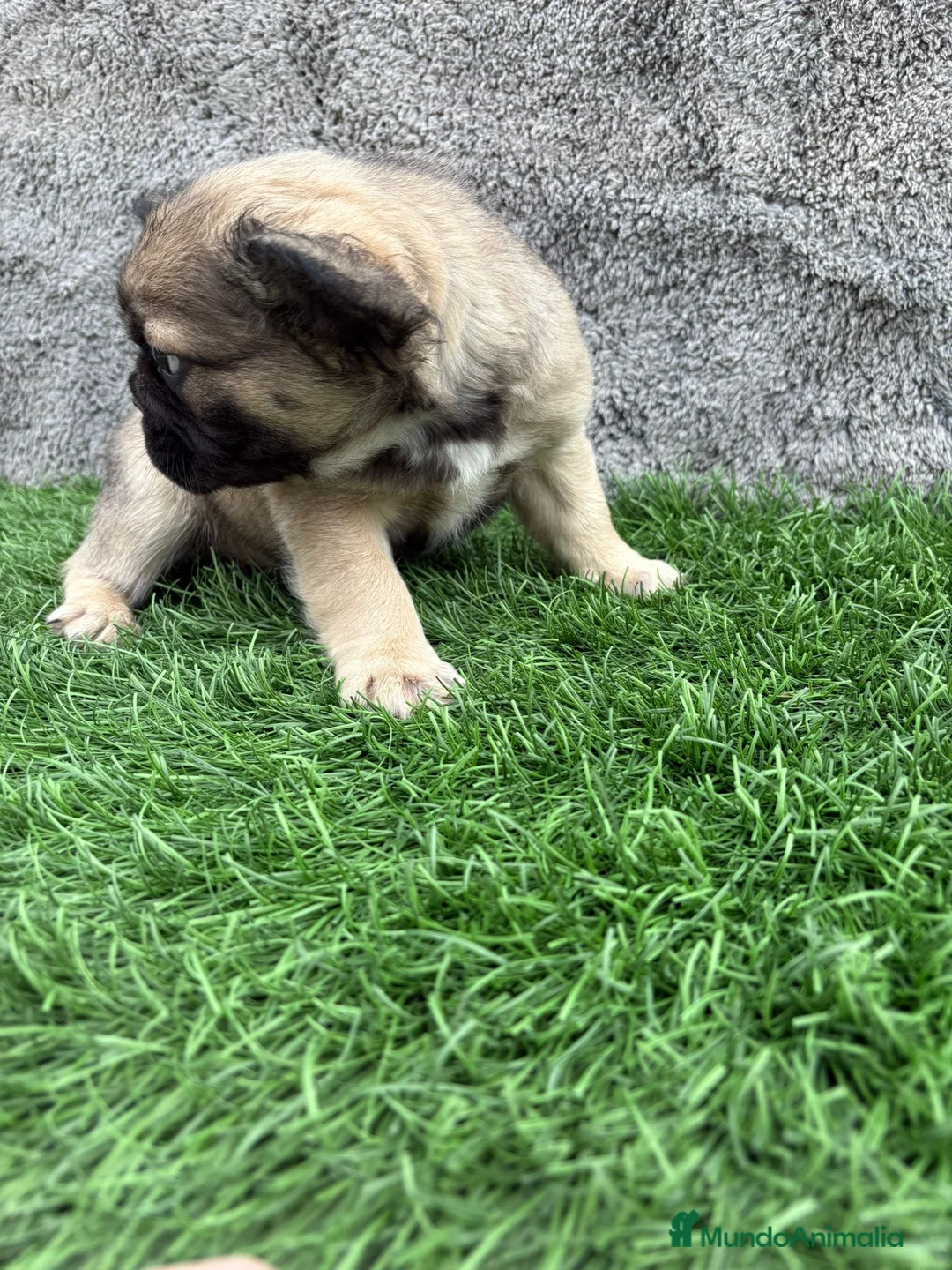 Bulldog Francés perros en venta: Cachorros Bulldog Frances Fluffy macho y hembra - Anuncio 24