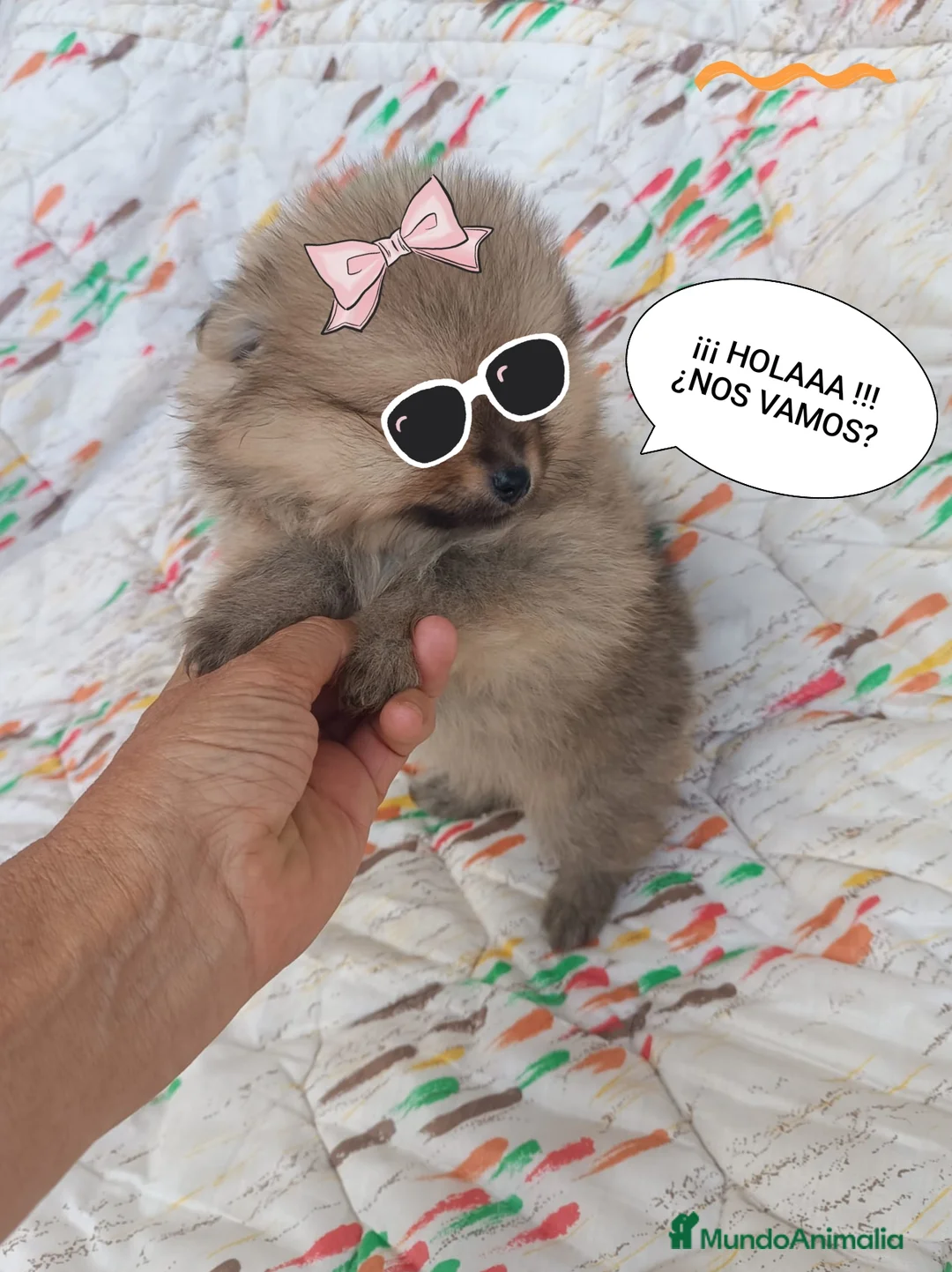 Pomerania perros en venta: POMERANIA LINDA HEMBRITA - Anuncio 1