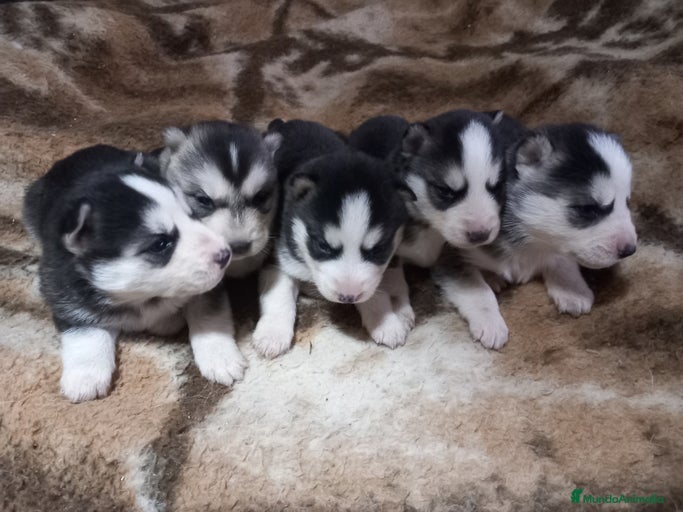 Imagen de galería {{count}}