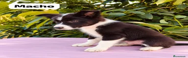 Border Collie 8