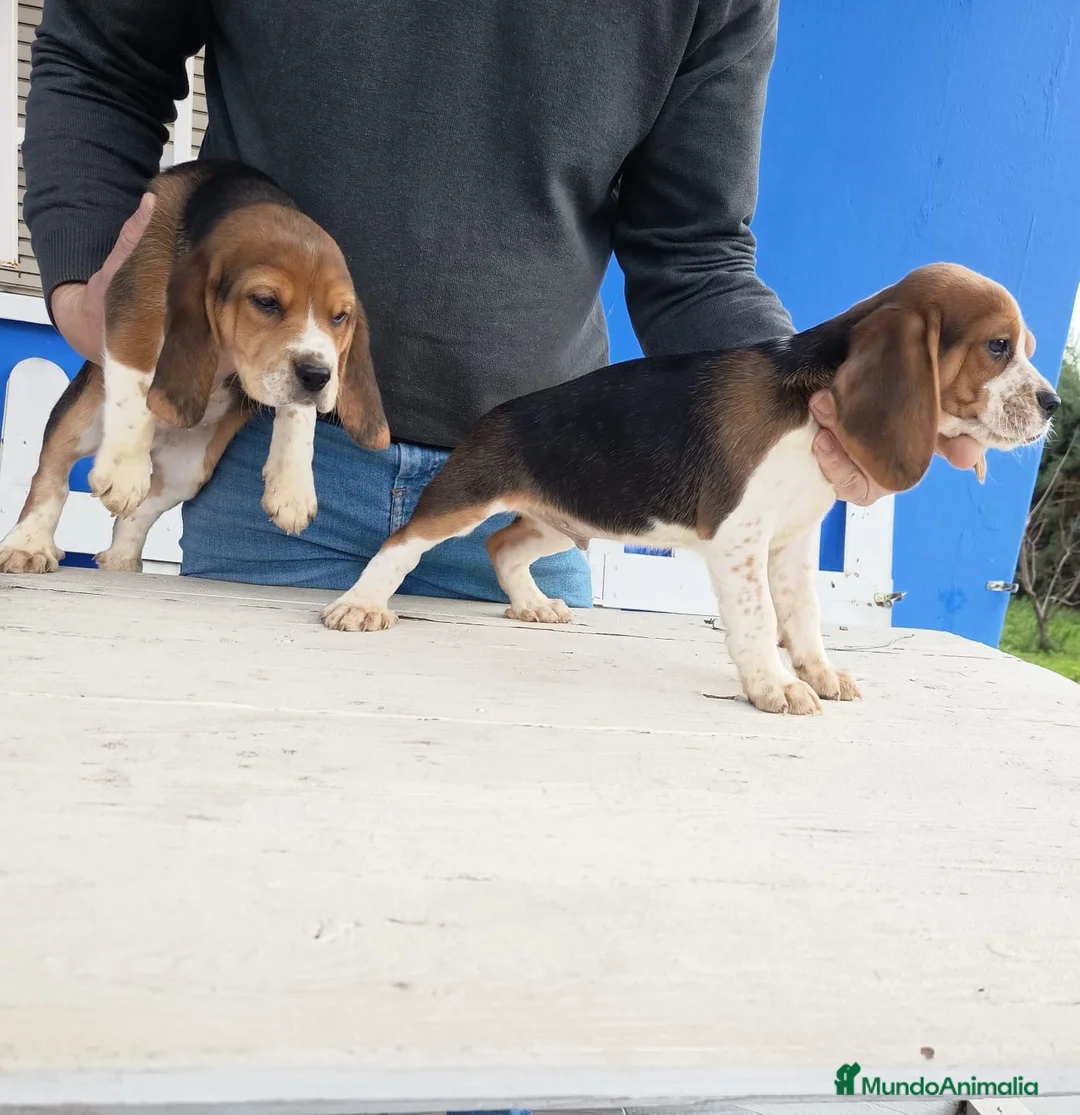 Beagle perros en venta: Cachorros de Beagle  - Anuncio 5