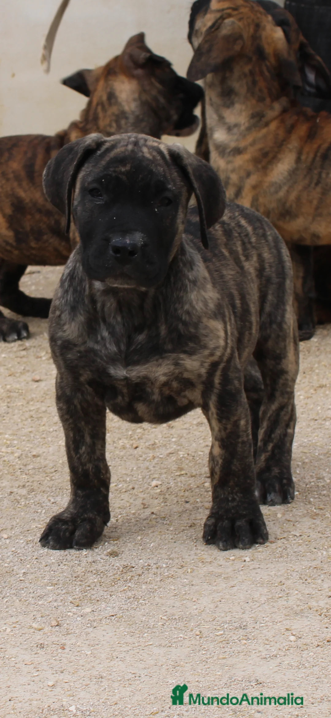 Presa Canario perros en venta: Presa canario  - Anuncio 2