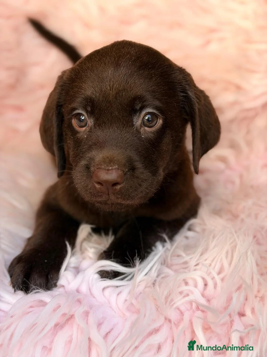 Labrador Retriever perros en venta: LABRADOR CHOCOLATE - Anuncio 8