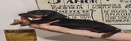 Teckel perros en venta: 🌟ÚLTIMA PAREJA DE TEKEL y Negros fuego🌟 - Anuncio 1