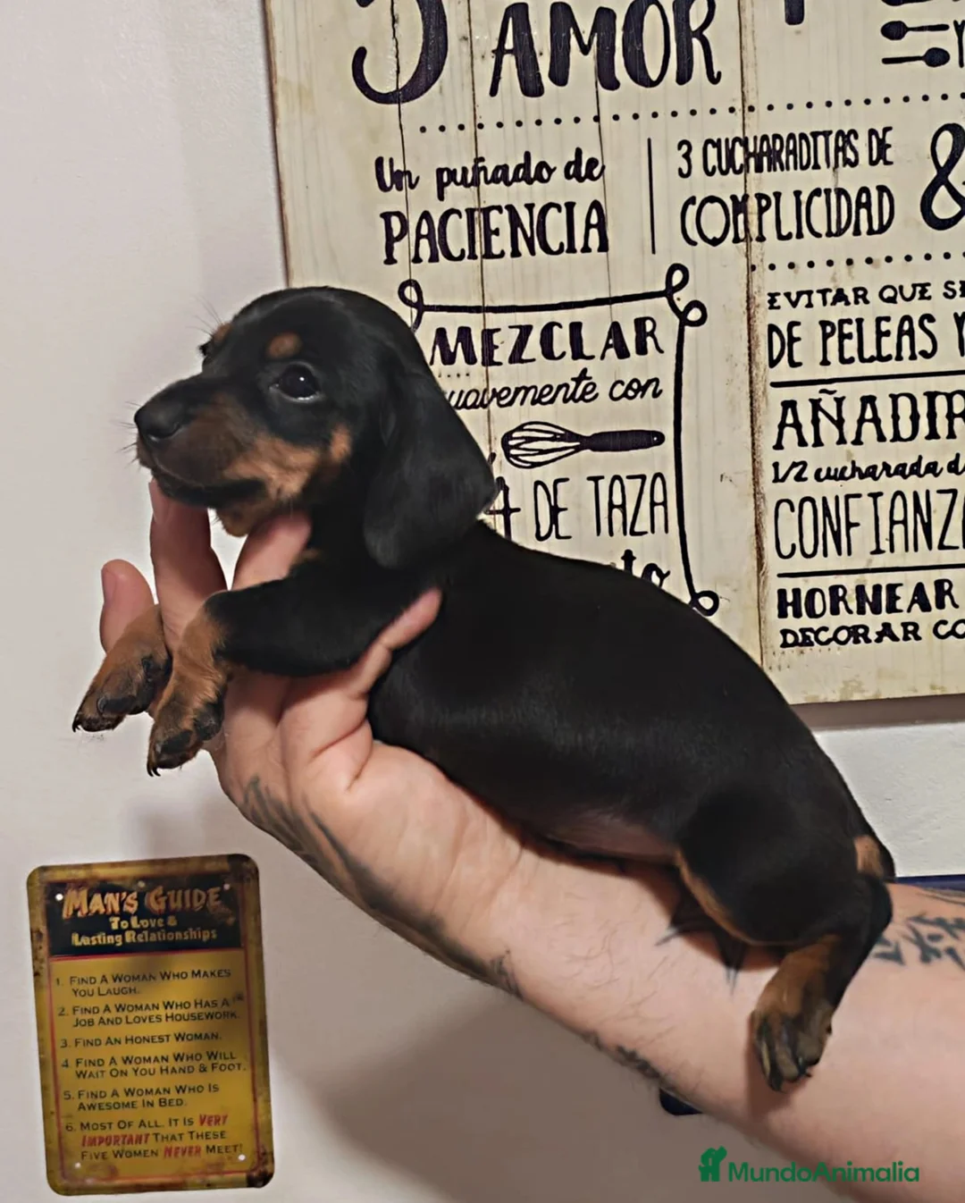Teckel perros en venta: 🌟ÚLTIMA PAREJA DE TEKEL y Negros fuego🌟 - Anuncio 1