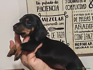 Teckel perros 🌟ÚLTIMA PAREJA DE TEKEL y Negros fuego🌟 - Anuncio 1