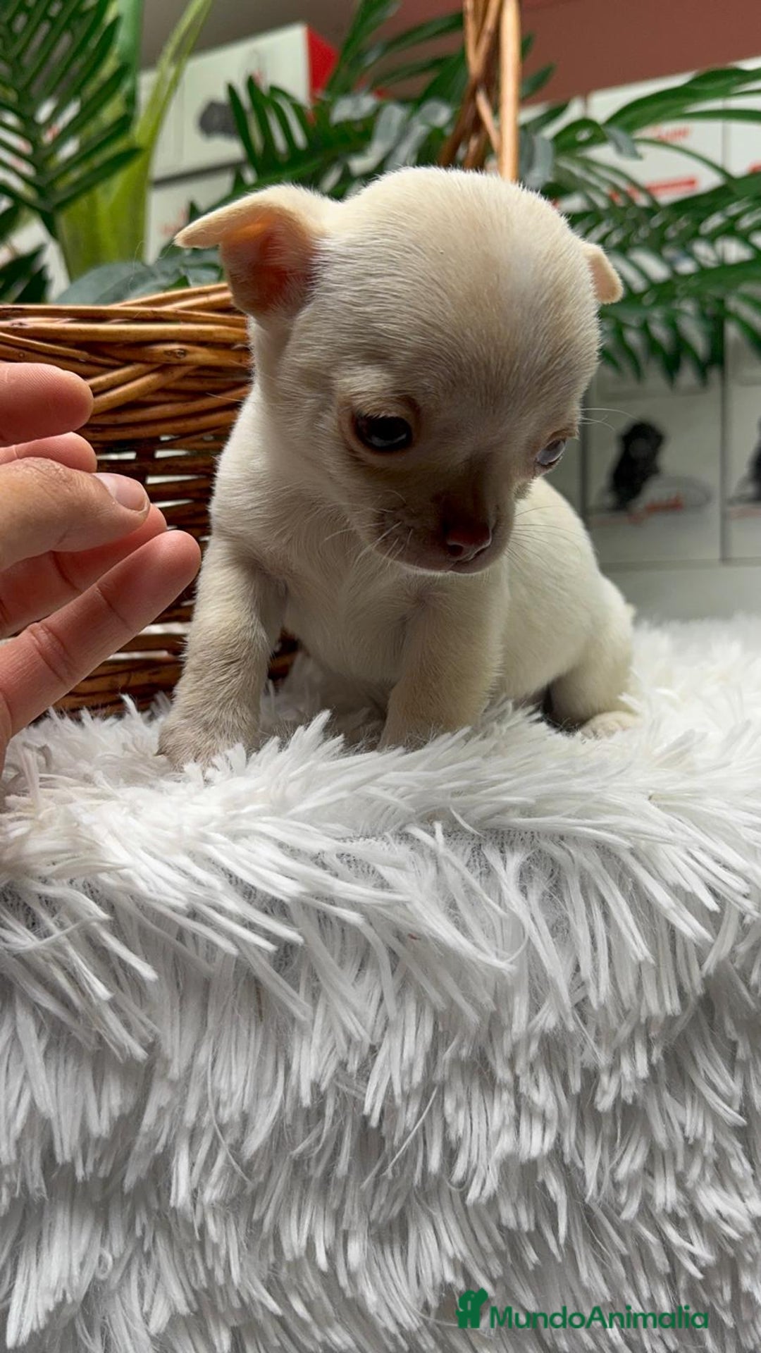 Chihuahua perros en venta: CHIHUAHUA HEMBRA - Anuncio 10