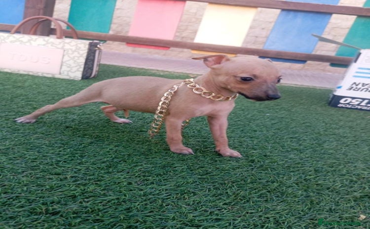 Whippet perros - Anuncio 1