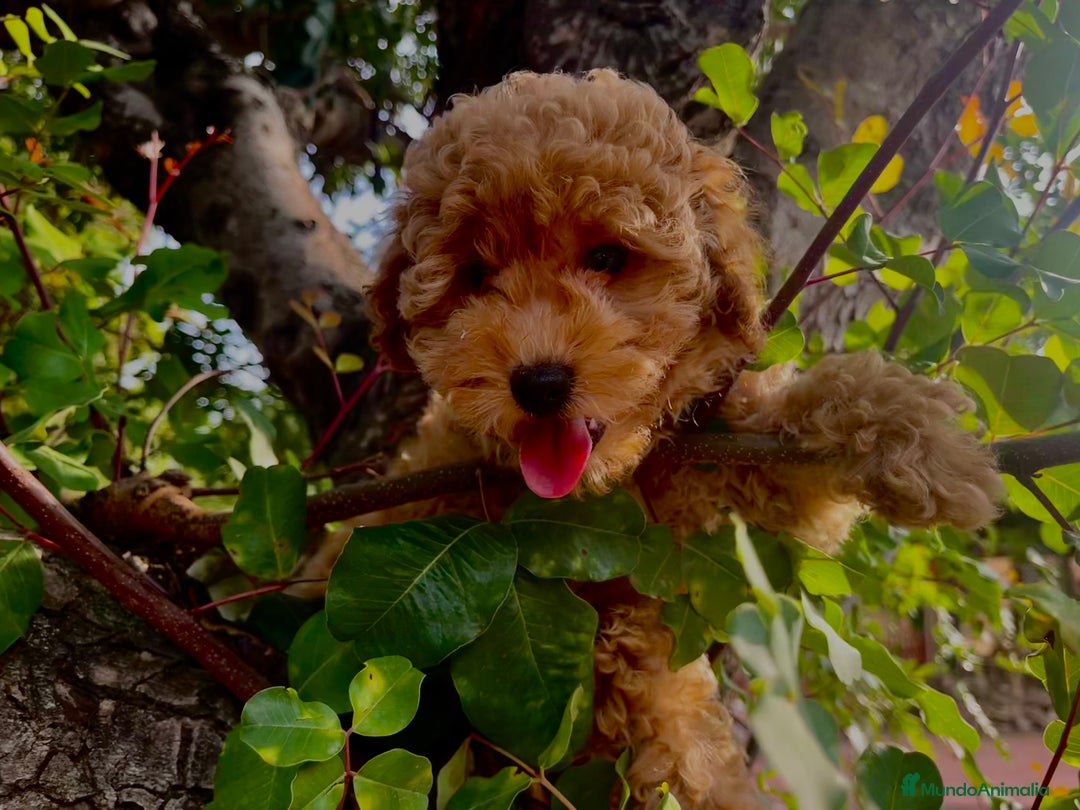 Caniche Toy perros en venta: Caniche toy Apricot  - Imagen 2