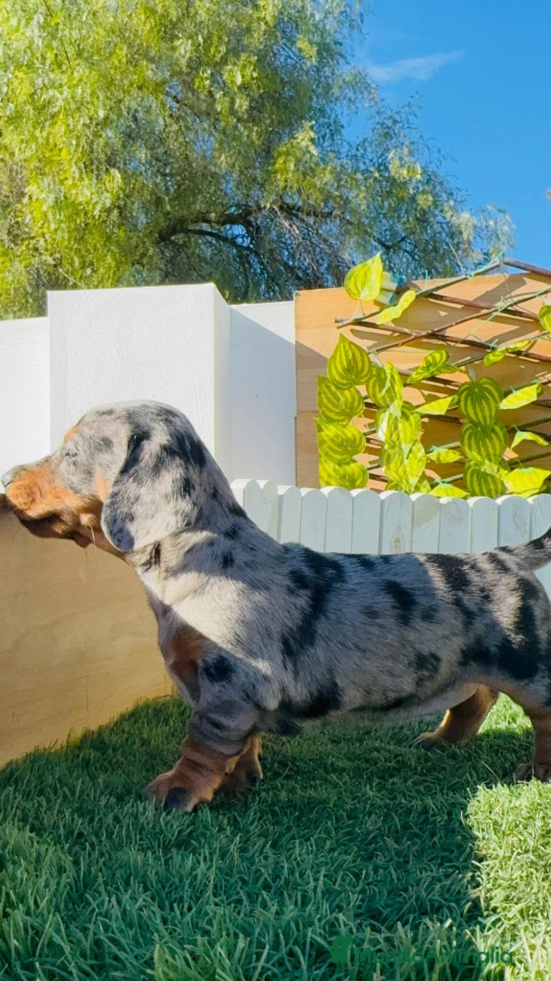 Teckel Miniatura perros en venta: TECKEL MINIATURA HEMBRA - Anuncio 8