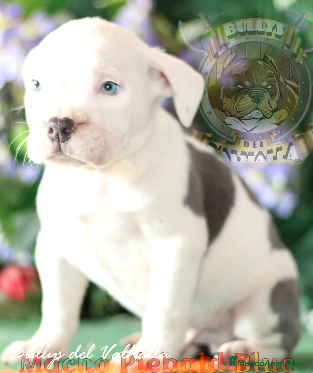 American Bully perros en venta: AMERICAN BULLY , TODAS LAS TALLAS ( OFERTA ) en Sevilla - Anuncio 4