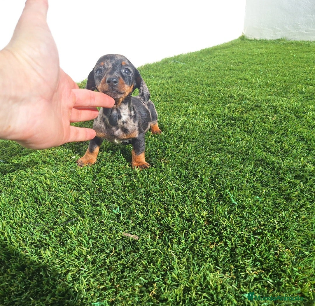 Teckel Miniatura perros TECKEL KANINCHEN ARLEQUIN PLATA  - Anuncio 3