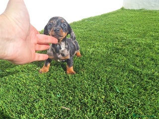 Teckel Miniatura perros TECKEL KANINCHEN ARLEQUIN PLATA - Anuncio 3