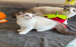 Ragdoll gatos en venta: Gatito Ragdoll - Imagen 10