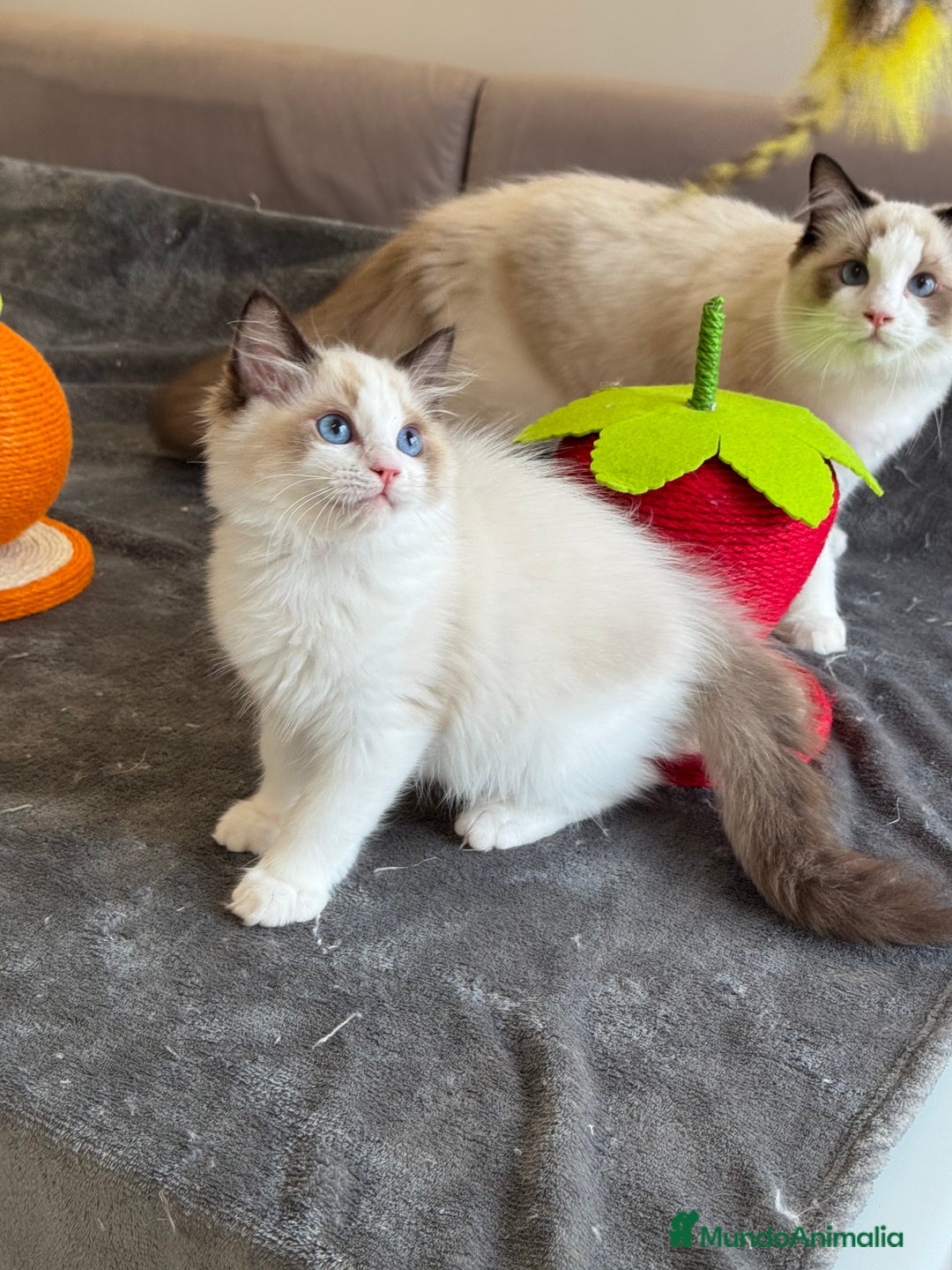 Ragdoll gatos en venta: Gatito Ragdoll - Imagen 10