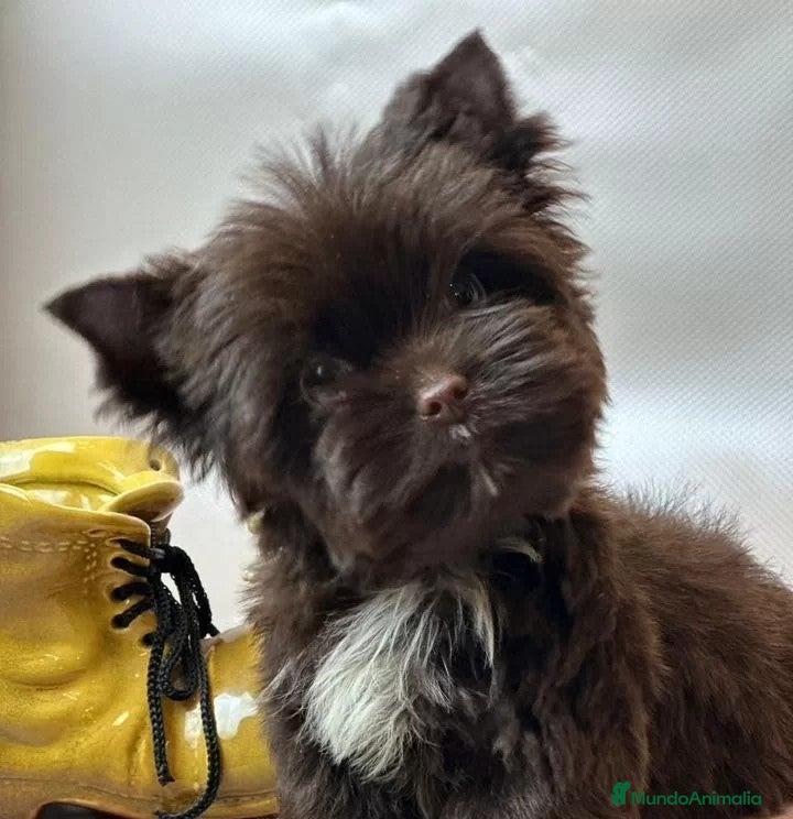 Yorkshire Terrier perros Cachorro Yorkshire Exótico Miniatura Toy - Anuncio 3