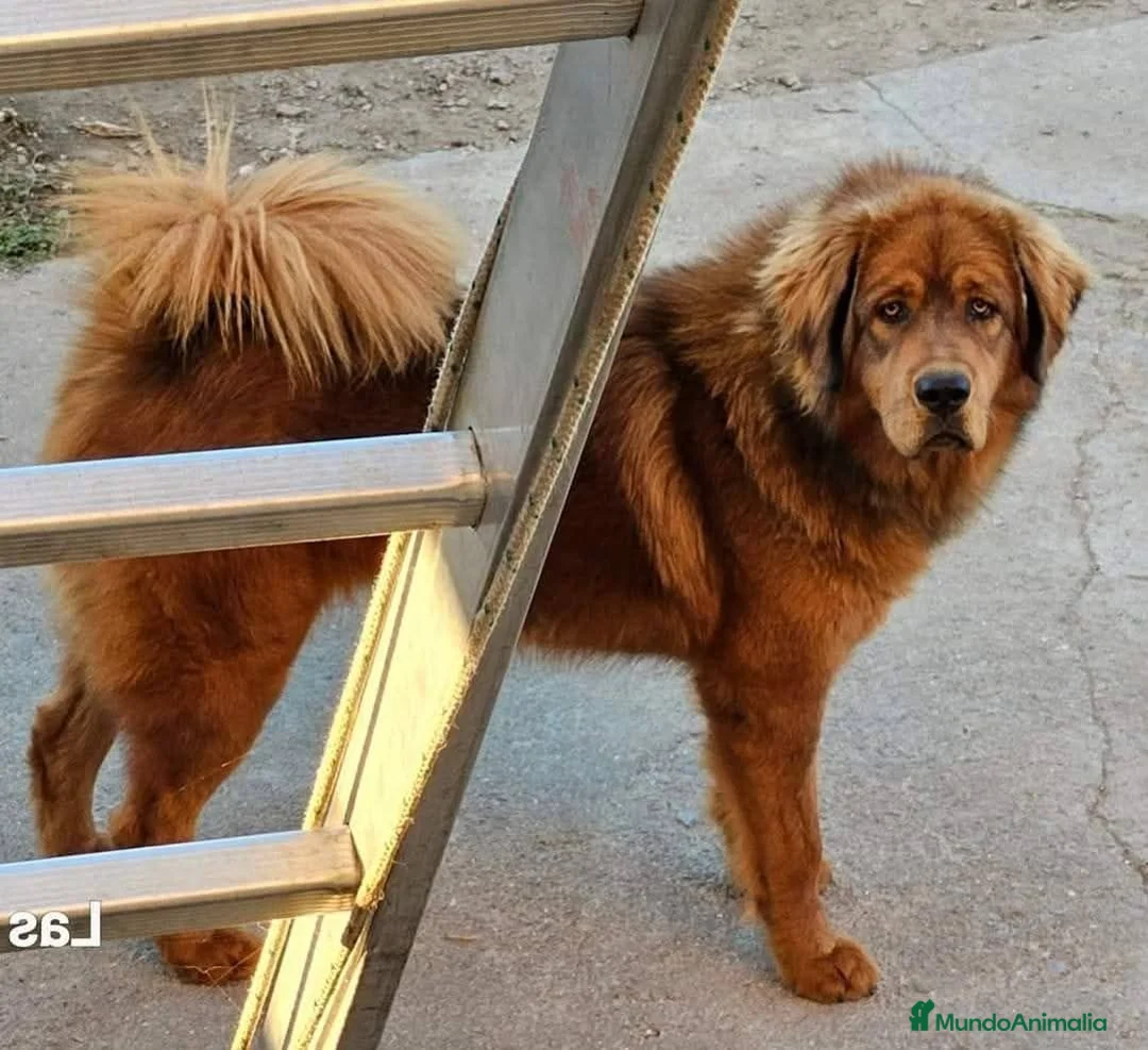 Dogo del Tíbet perros en venta: Dogo del Tíbet o Mastín Tibetano  - Anuncio 7