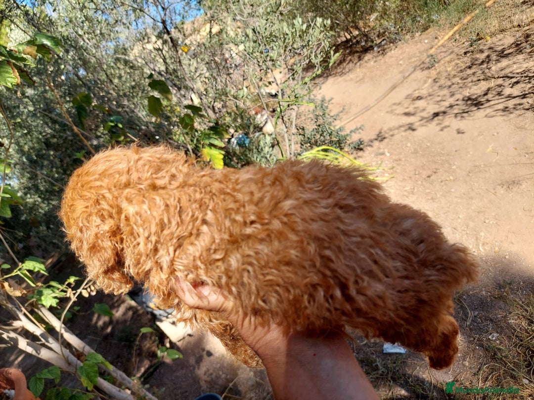 Caniche Toy perros en venta: CANICHE MACHO ROJO CALIDAD - Imagen 2