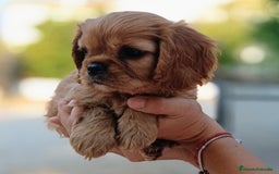 Cavalier King Charles Spaniel perros en venta: Preciosos cachorros Cavalier  - Imagen 6