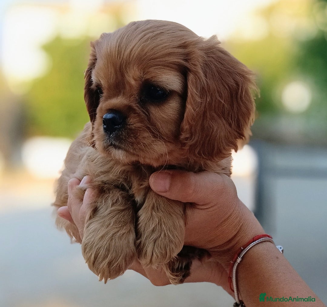 Cavalier King Charles Spaniel perros en venta: Preciosos cachorros Cavalier  - Imagen 6