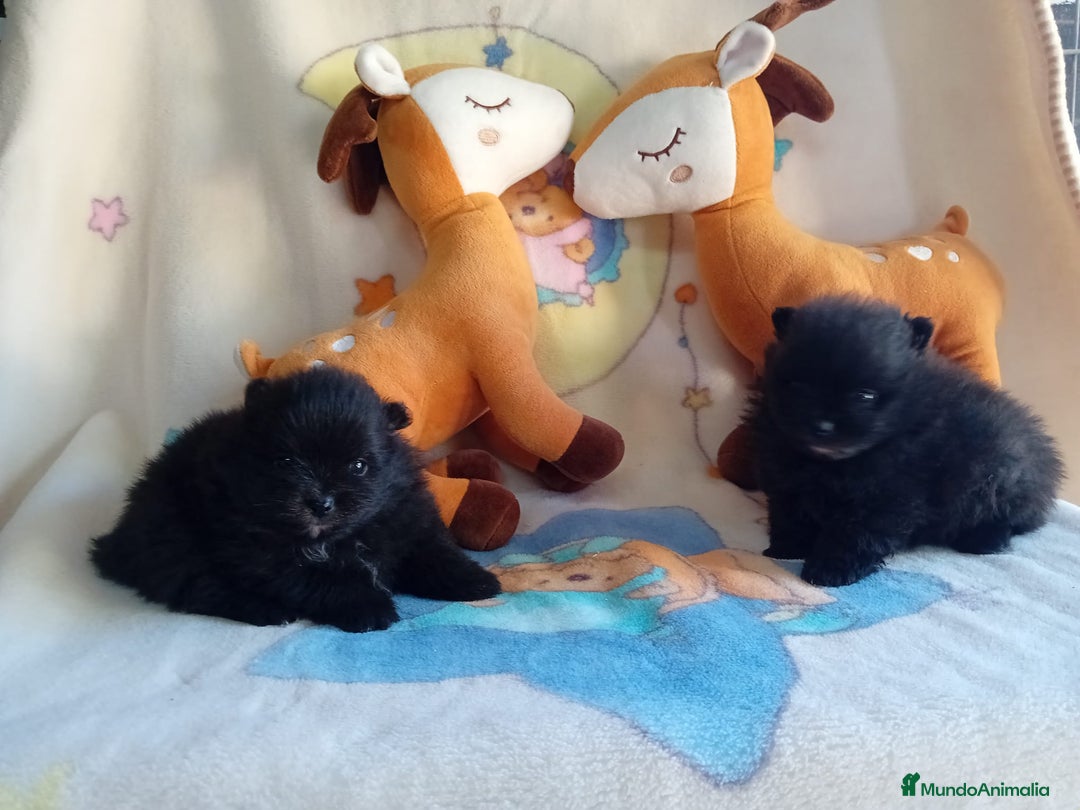 Pomerania perros en venta: Lulú de pomerania precio real - Anuncio 26