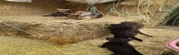 Pastor Alemán perros en venta: Cachorros pastor alemán de trabajo  - Anuncio 1