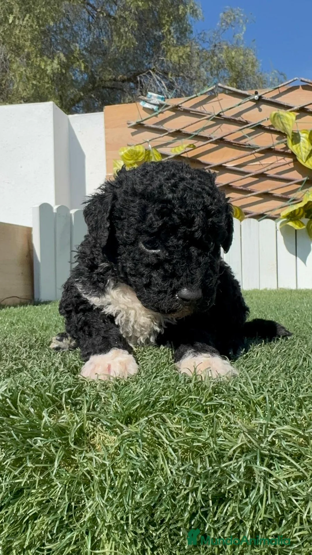 Perro de Agua Español perros en venta: PERRO DE AGUA ESPAÑOL - Anuncio 1