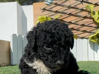 Perro de Agua Español perros PERRO DE AGUA ESPAÑOL - Anuncio 1