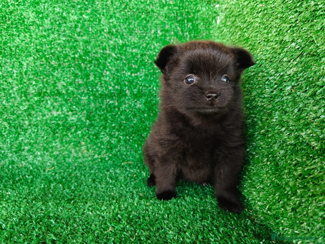 Pomerania perros en venta: pomerania - Anuncio 3