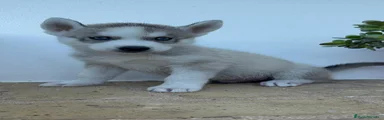 Husky Siberiano 1