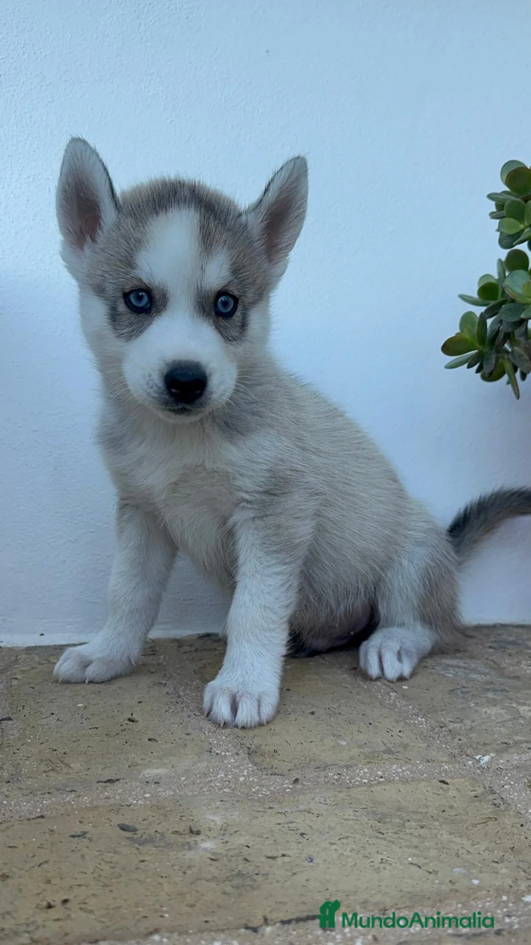 Husky Siberiano perros en venta: HUSKY SIBERIANO - Anuncio 2