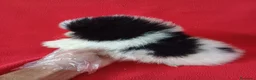 Pomerania perros en venta: Pomerania Mini Panda  - Anuncio 3