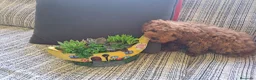 Caniche Toy perros en venta: Canichito toy  - Anuncio 4