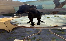 Pequeño Lebrel Italiano perros en venta: Pequeño lebrel italiano piccolo - Anuncio 5