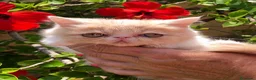 Exótico de Pelo Corto gatos en venta: PERSA EXÓTICA PELO CORTO - Anuncio 3