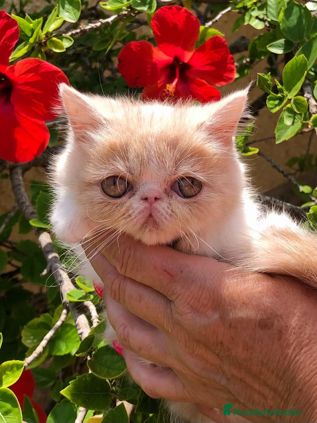 Exótico de Pelo Corto gatos en venta: PERSA EXÓTICA PELO CORTO - Anuncio 3