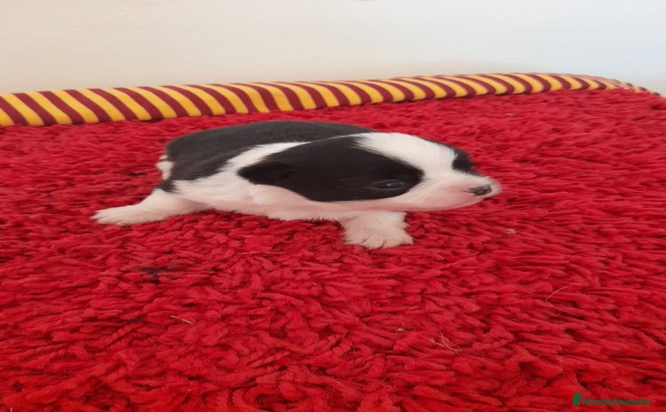 Chihuahua perros en venta - Propaganda 4