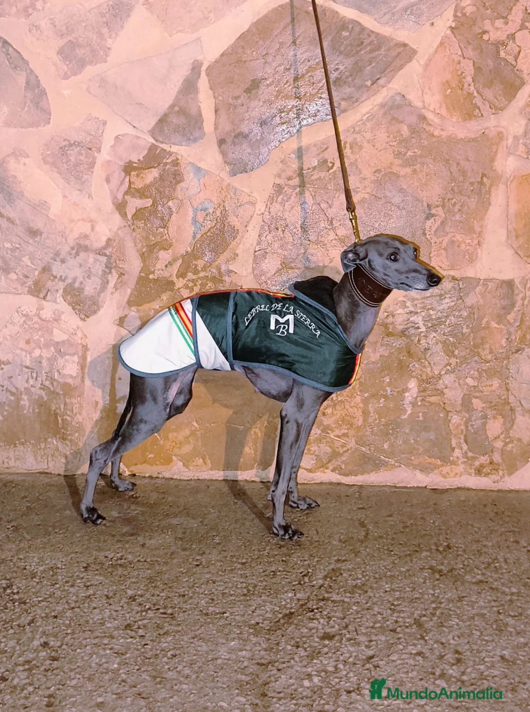 Pequeño Lebrel Italiano perros en venta: Pequeño Lebrel Italiano - Anuncio 2